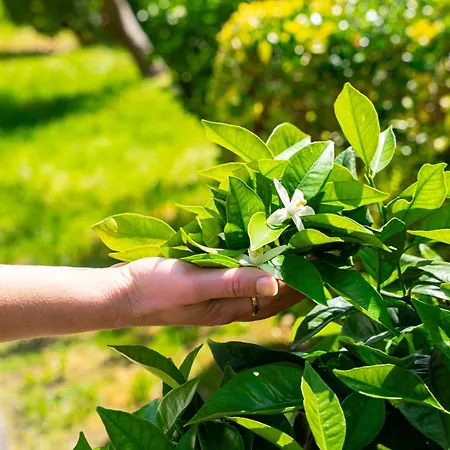 Casa Do Fontao * Amarante